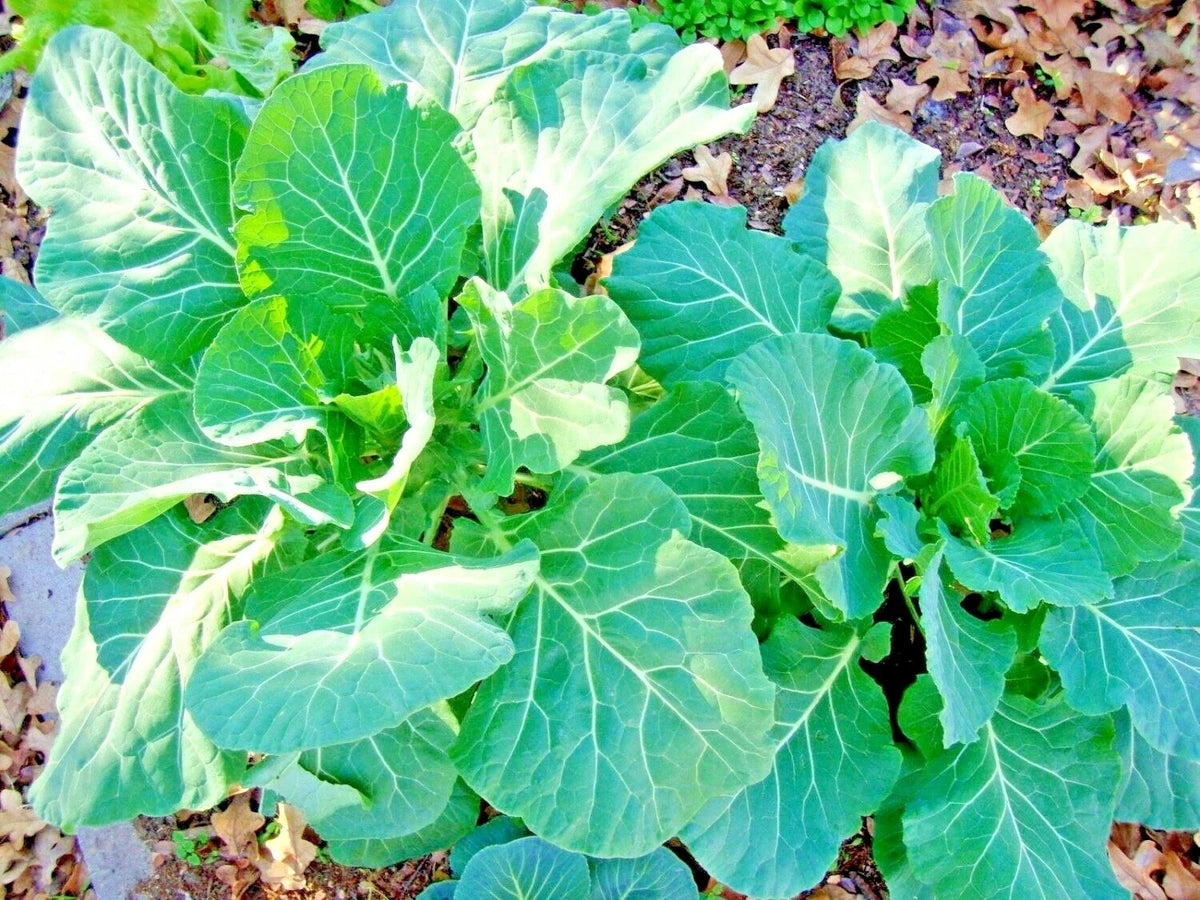 Collard Greens Seeds - 100 Count - Heat Tolerant, Slow Bolt - Brassica oleracea Var. viridis - Perfect for Garden or Container