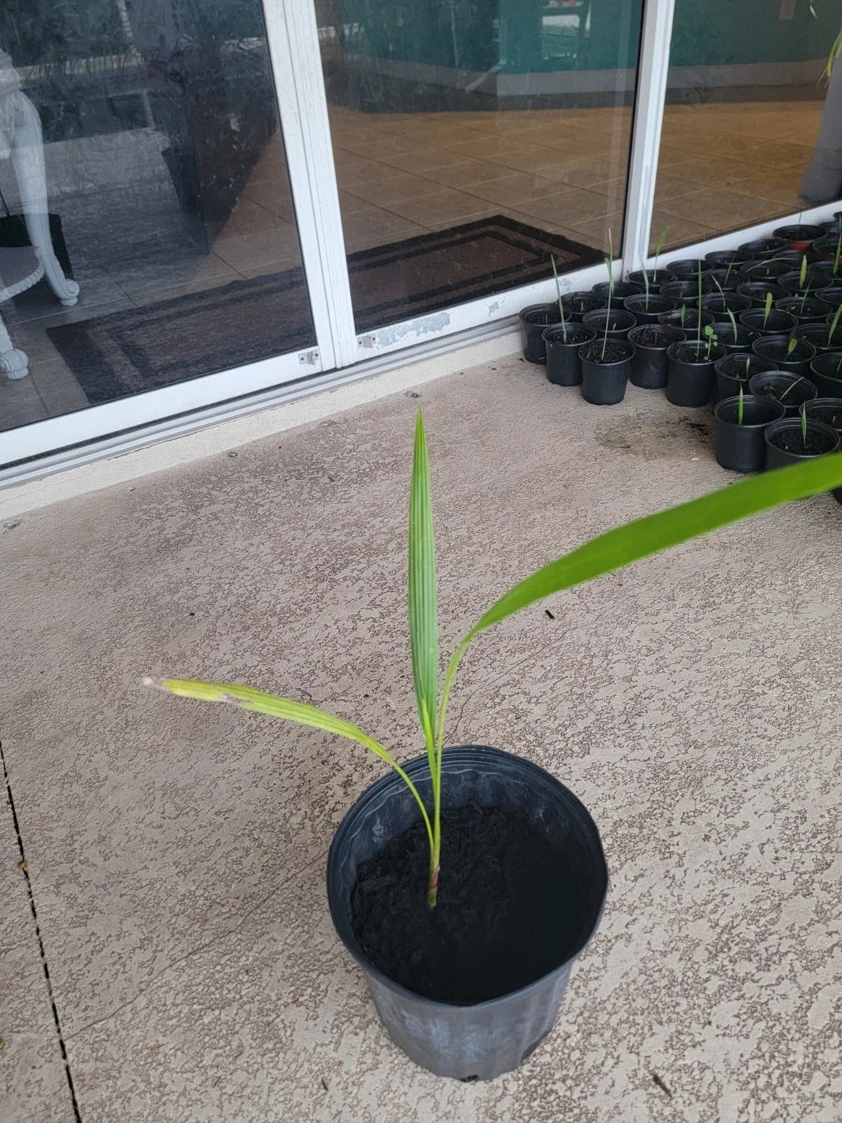 Cuban Royal Palm Live Plant 22 in Bare Root Tropical Palm Roystonea regia for Indoor/Outdoor Gardens