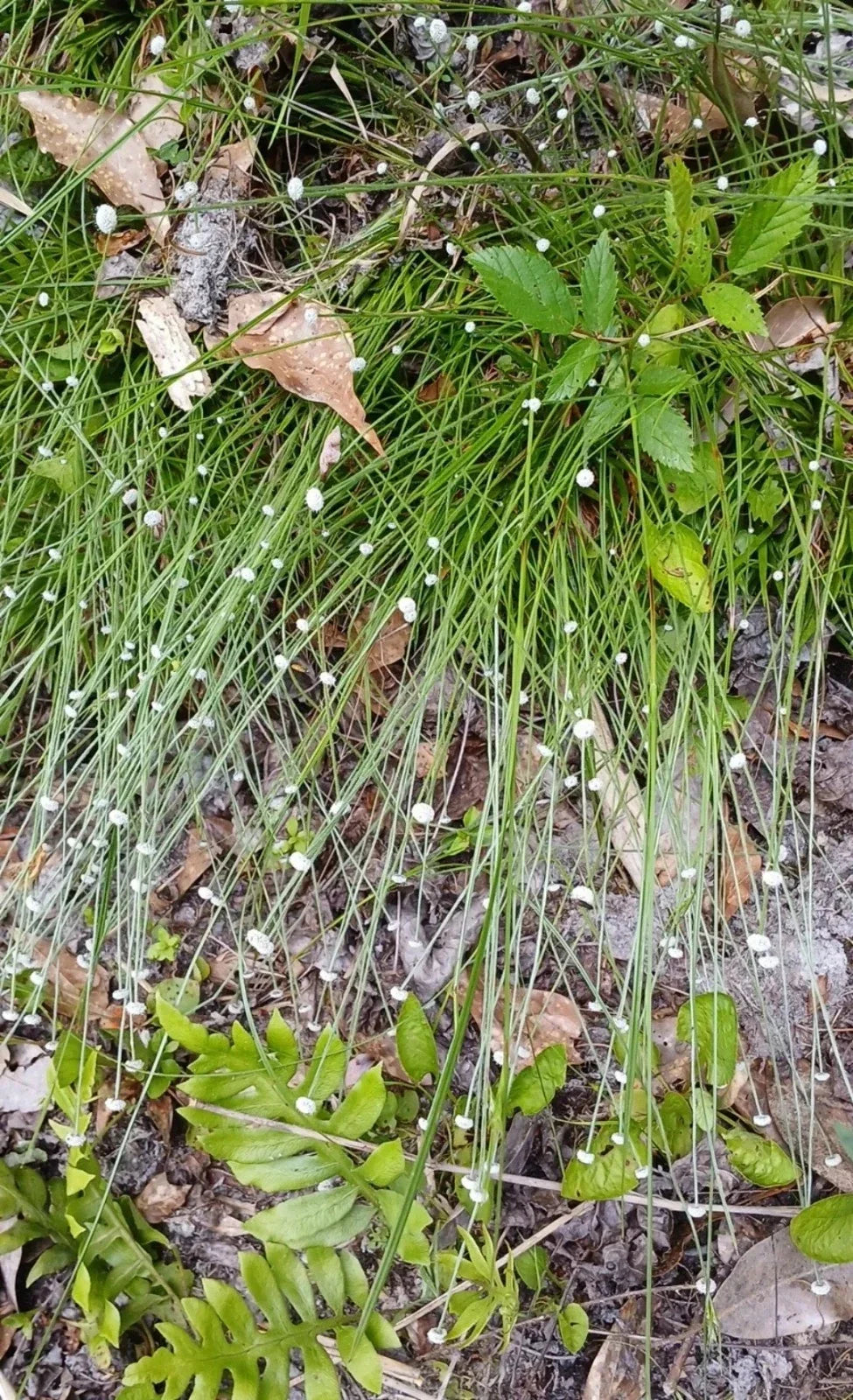Pipewort Live Plant - Rare Eriocaulon koernickianum - White Puffball Blooms - Aquatic Native USA