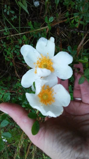 Heirloom Baby Rambling Rose Bush Live Plant 1' White Multiflora (Rosa multiflora) - Rooted Climbing Rose for Garden Décor