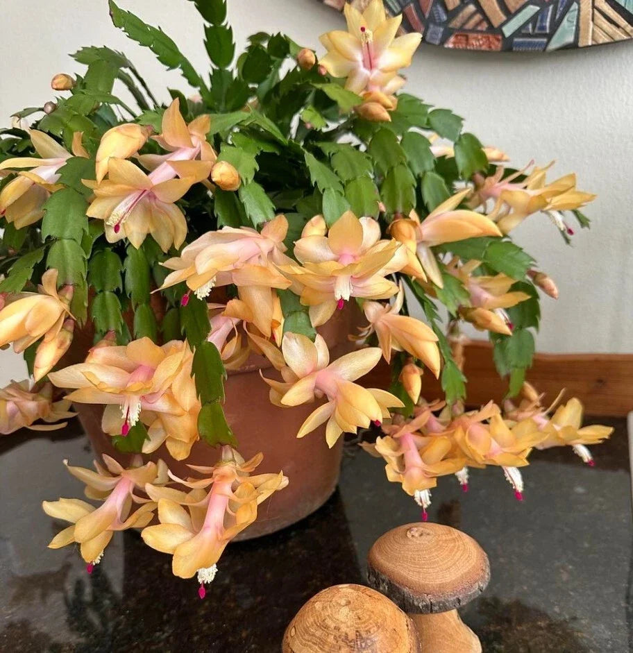 Yellow Christmas Cactus Live Plant 3" Pot Schlumbergera Indoor Holiday Decor Bright Yellow Blooms