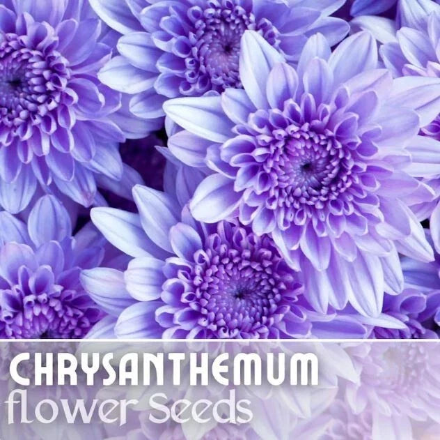 Chrysanthemum Seeds - 200 Faded Lilac Mum Flower Seeds - Chrysanthemum morifolium - Annual Flower Garden Seeds
