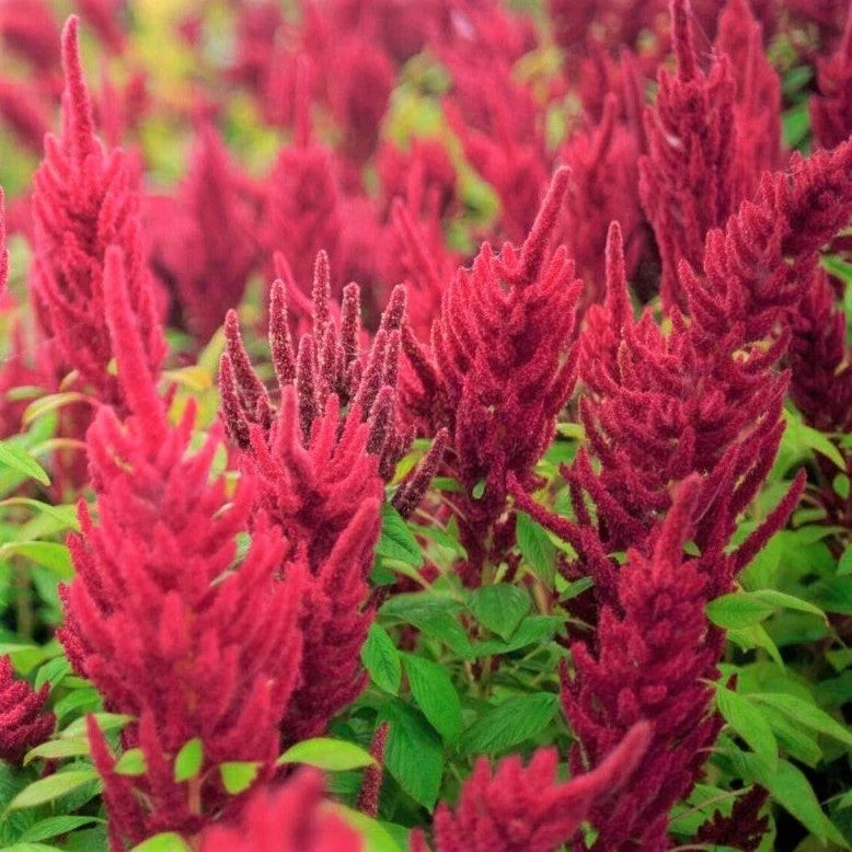 Red Garnet Amaranth Seeds - 2000+ Count - Amaranthus cruentus - Tropical Edible Plant for USA 2025 Gardening