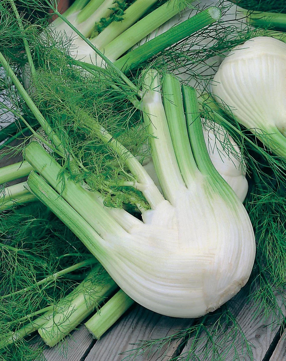 Florence Fennel Herb Seeds - 100+ Non-GMO Seeds - Foeniculum vulgare var. dulce - Ideal for Home Gardens and Containers