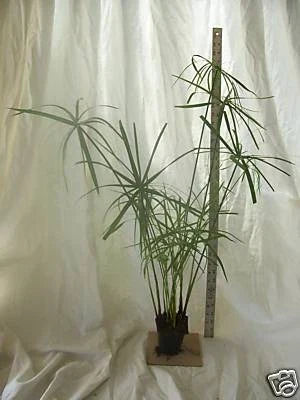Dwarf Umbrella Palm Plant - Potted Organic Aquatic Perennial for Koi Pond - Cyperus alternifolius