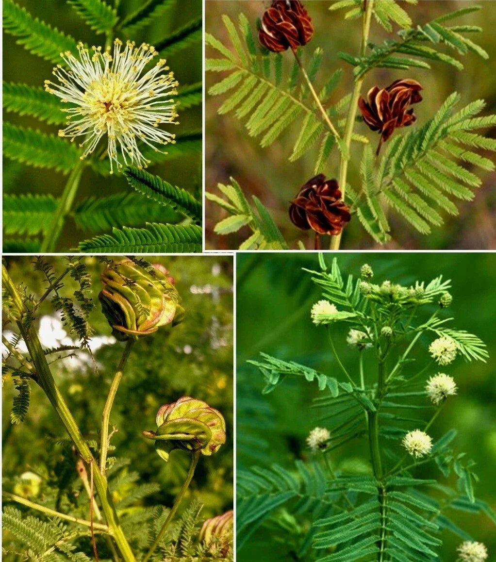 Illinois Bundleflower Seeds - 30+ Fresh Prairie Mimosa Seeds, Desmanthus illinoensis, Native Wildflower for Pollinator Gardens