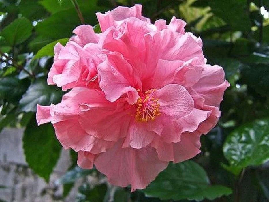 Double Pink Hibiscus Seeds - 20 Perennial Flower Seeds - Hibiscus rosa-sinensis - Tropical Garden Plant