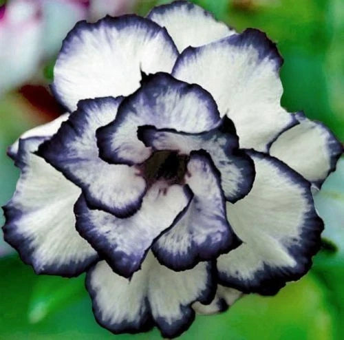 Black White Desert Rose Seeds - 4 Pack, Adenium Obesum, Exotic Perennial Flower Seeds for Indoor/Outdoor Gardening