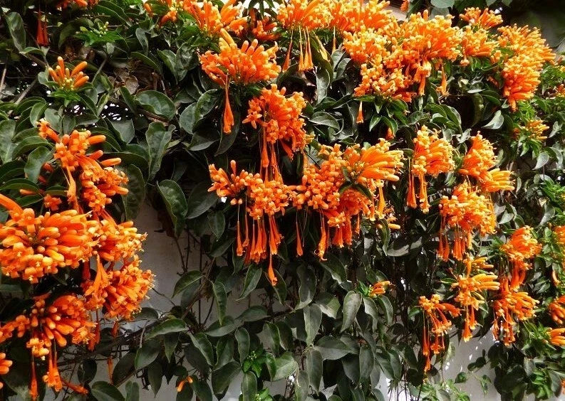Phyrostegia Vine Starter Plant - Florida Flame Variety - Attracts Hummingbirds - Phyrostegia venusta - Easy Care Climber