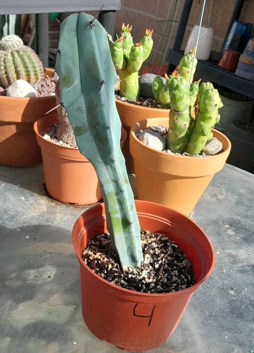 Myrtillocactus Geometrizans Blue Candle Plant 10-12" Rooted Succulent Unique Color for Indoor/Outdoor Gardening