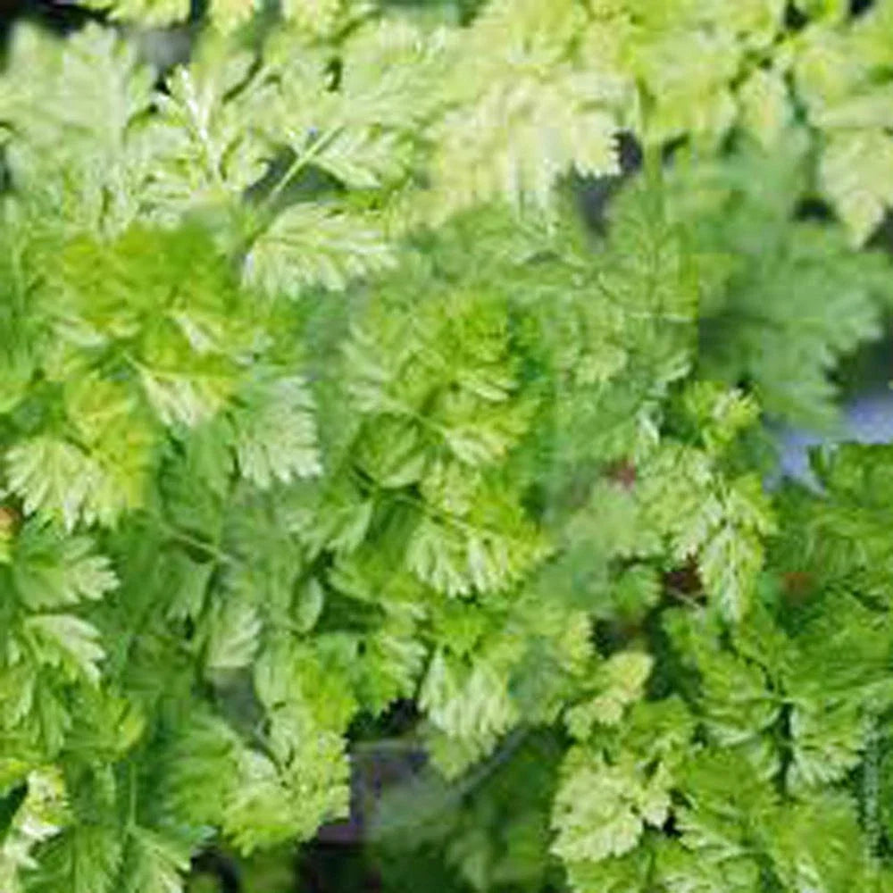 Chervil Seeds, 1000+ Heirloom NON-GMO, Culinary Herb, Anthriscus cerefolium - Premium Gardening Seeds for Fresh Flavor