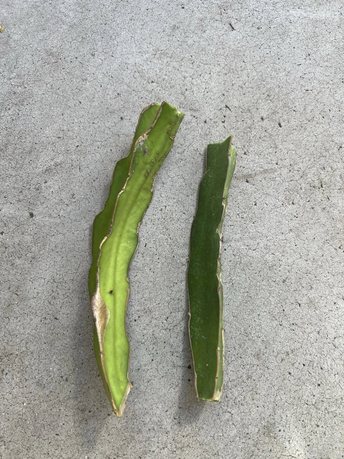 Dragon Fruit Cuttings 8” White Self Pollinating Hylocereus undatus - Easy to Grow Cactus for Home Gardeners, 2 Cuttings