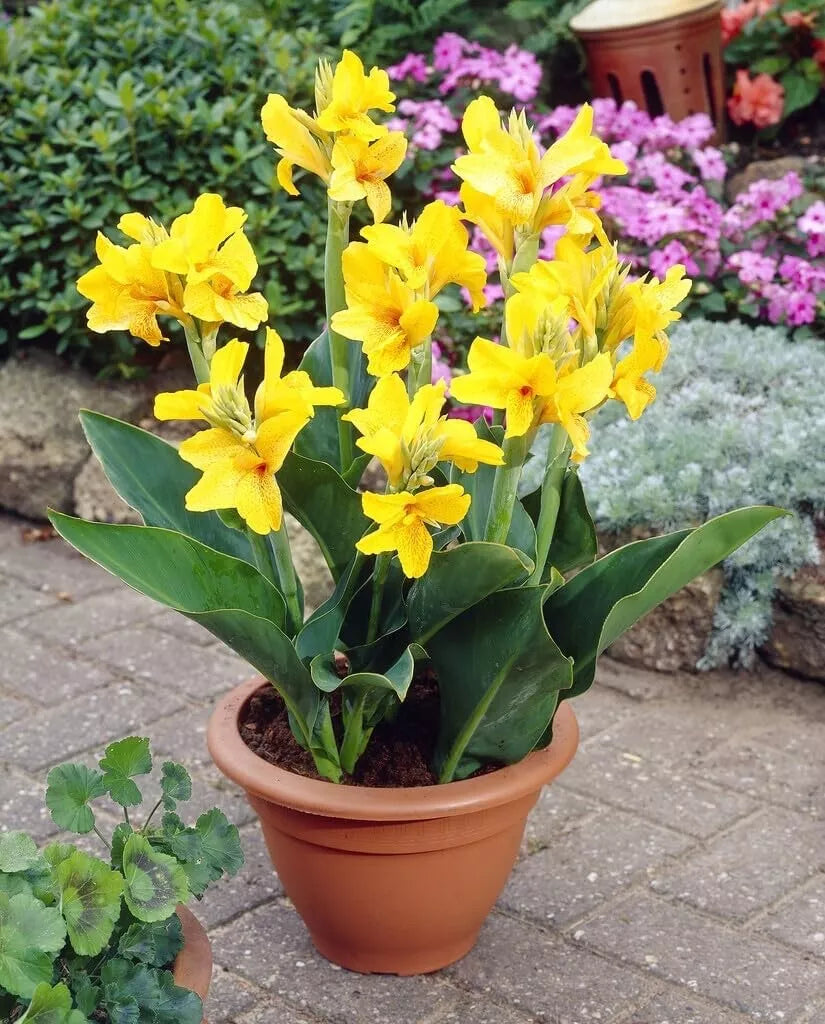 Large Canna Lily Bulbs - 5 Pack - Yellow - Canna indica - Tropical Flowering Plants for Garden Borders & Containers