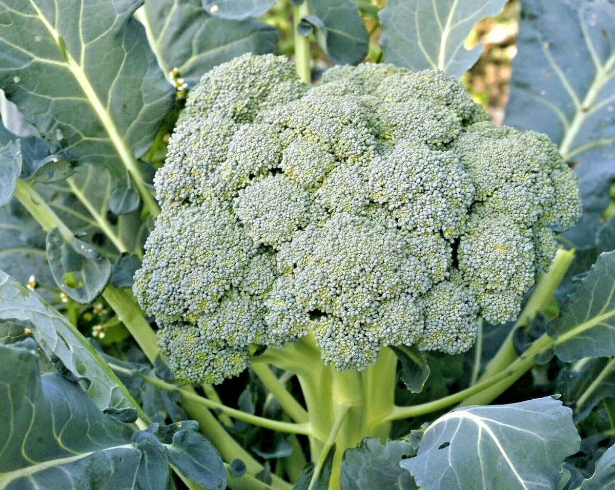 Organic Broccoli Seeds - 301+ Waltham 29 Heirloom - Brassica oleracea var. italica - Cool Season Vegetable Garden