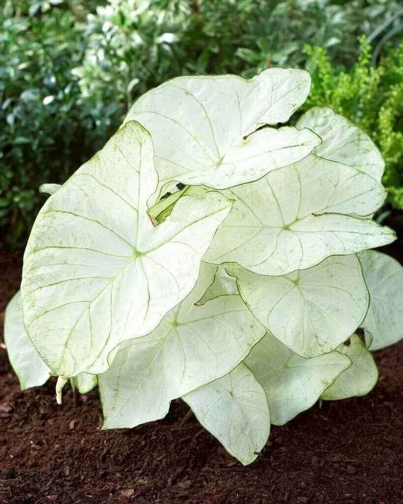 Caladium Bulbs 5 Count Florida Moonlight White Green Variegated Caladium bicolor
