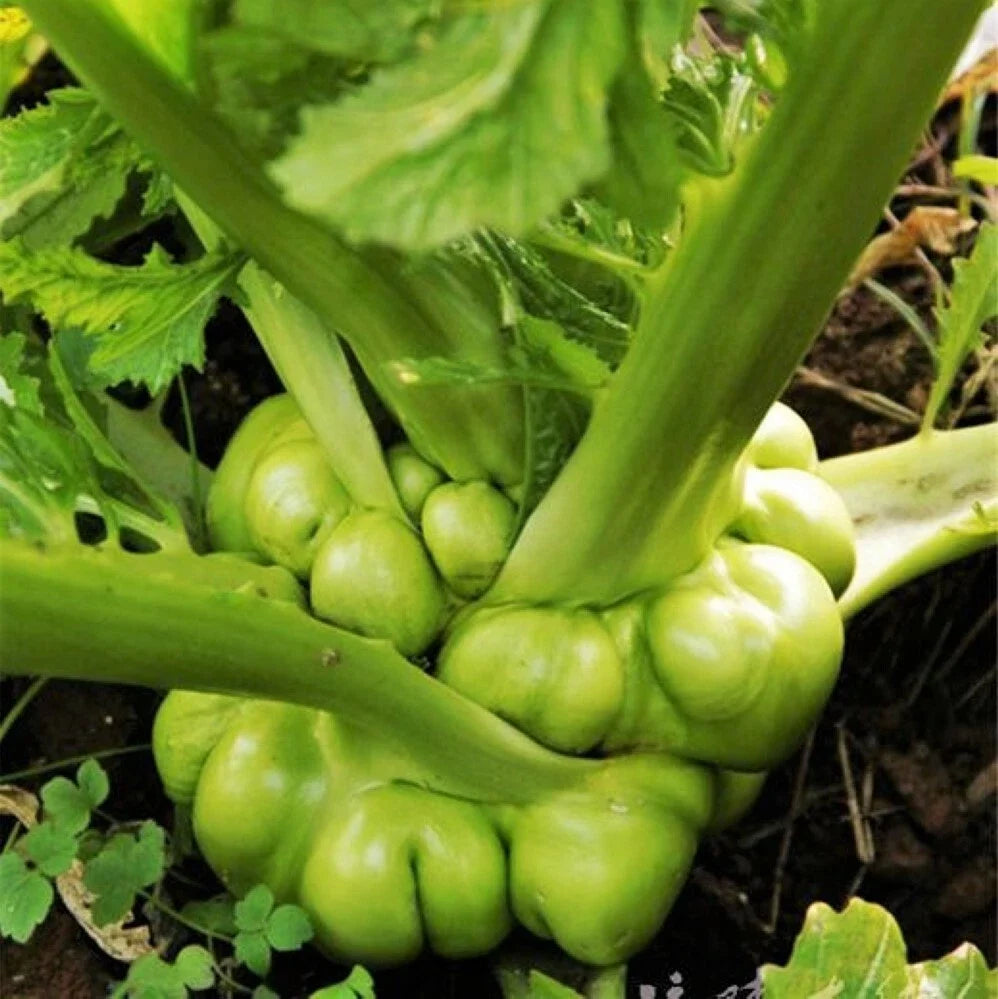 Chinese Stem Mustard Seeds | Zha Cai Tuber Seeds | Brassica juncea var. tsatsai | Non-GMO Pack of 50 Seeds for Planting