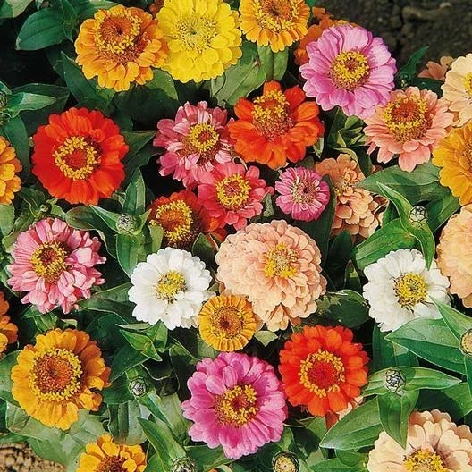 Zinnia Seeds Bulk 200 Non-GMO Dwarf Petite Landscape Variety Zinnia elegans