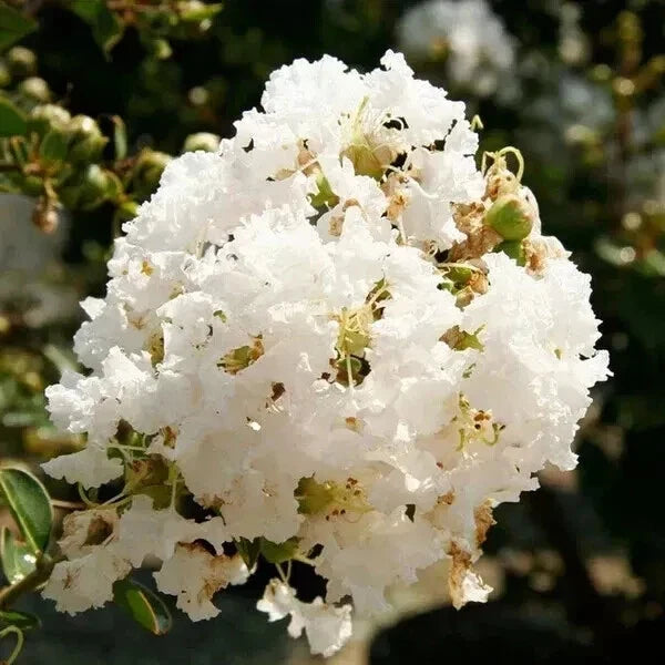 Super Rare Crape Myrtle Cuttings - 5 Rooting Cuttings - Lagerstroemia indica 'Natchez' - White Flowers, Drought-Tolerant