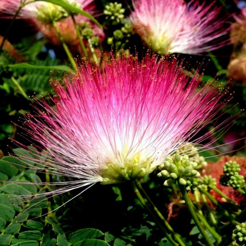 Rain Tree Seeds Pack - 10 Monkey Pod "Hitachi" Seeds, Albizia saman, Tropical Flower, Rare Gardening Seeds for Landscaping