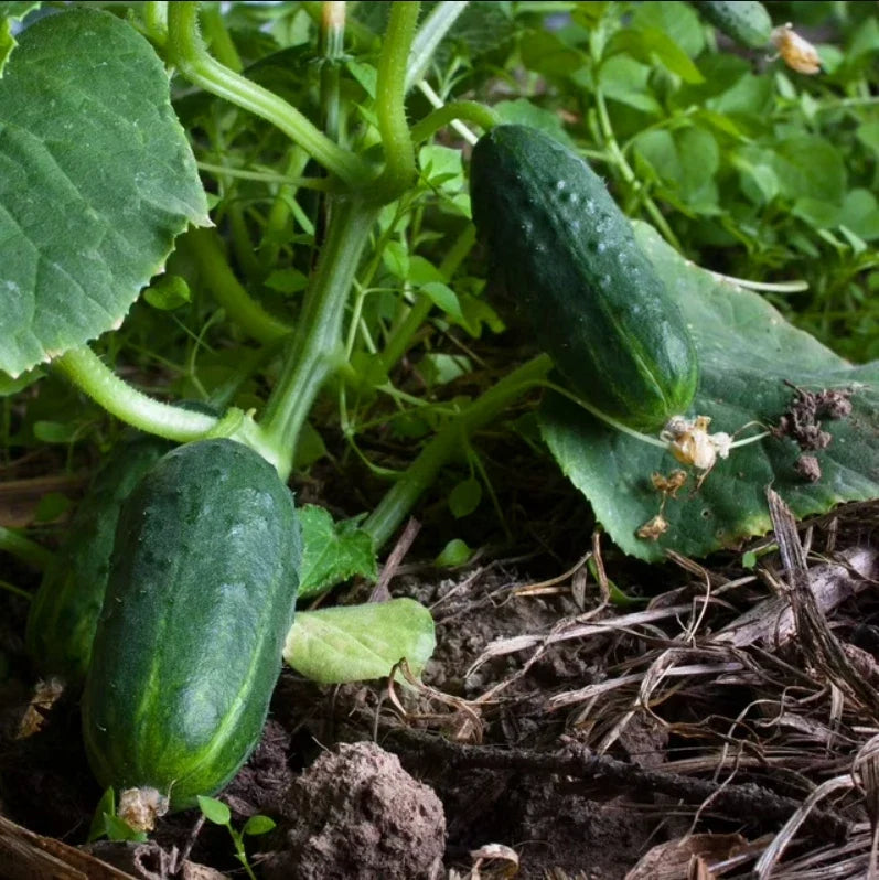 Cucumber Seeds - 100 Count - SPACEMASTER 80 Non-GMO Variety - Cucumis sativus - Fast Growing for Container Gardening