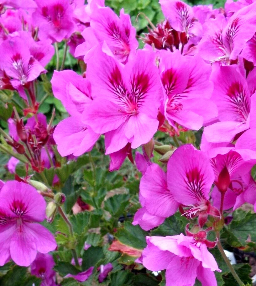 Purple Pink Pelargonium Cuttings 3-Pack - Fancy Regal Geranium Live Plant - Pelargonium x domesticum