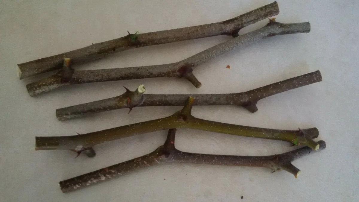 Jujube Tree Cuttings 5 Pcs Georgia 866 & Lang Variety Ziziphus jujuba - Ideal for Propagation of Chinese Date Trees