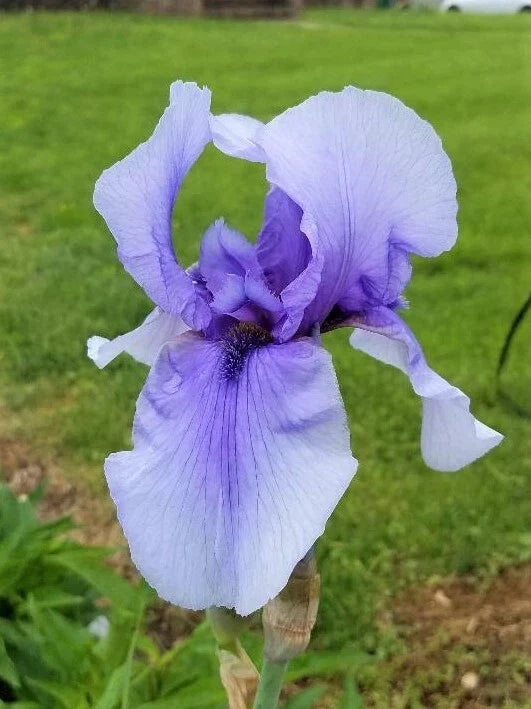 Bearded Iris Rhizome - Purple Perennial Plant - Iris germanica - Easy to Grow, Attracts Pollinators, Deer Resistant