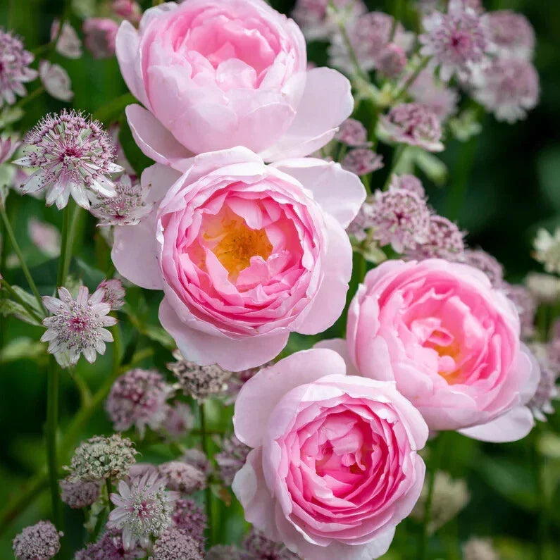 Live Rose Cuttings 5-8" Scepter'd Isle Rosa 'Scepter'd Isle' Fresh Unrooted Stems for Garden Propagation