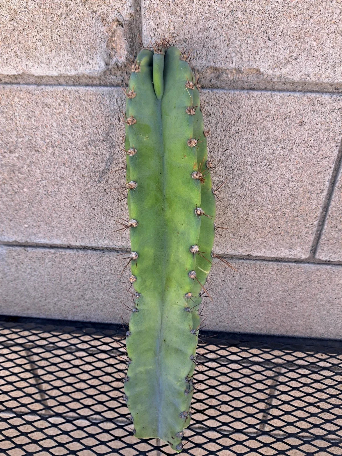 Cereus Forbesii Giant Cactus Cutting - 15 Inch Indoor Plant - Unique Succulent Decor - Easy Care Greenhouse Variety