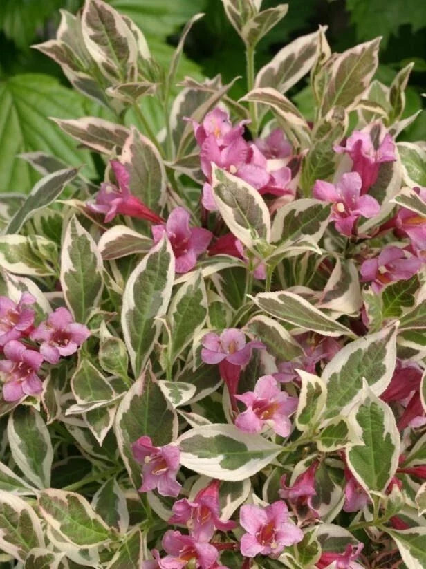 Variegated Weigela Shrub 4'' Pot Creamy White-Variegated Leaves & Pink Flowers Weigela florida 'Variegata'
