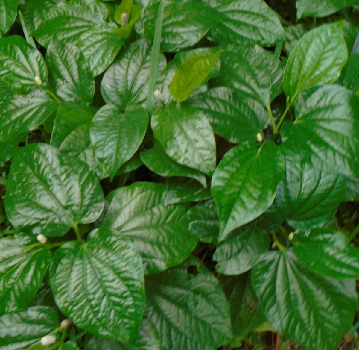 5 Betel Leaf Plants - Lolot Texas - Piper Sarmentosum - Natural Rooted Culinary Herbs for Garden and Cooking
