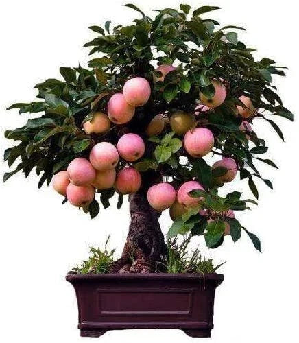 Dwarf Bonsai Apple Tree Seeds - 50 Seeds - Indoor Fruit Tree - Malus domestica - Compact Growth for Small Spaces