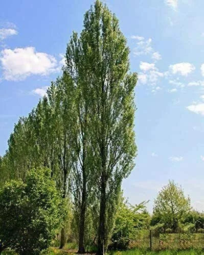 Lombardy Poplar Trees Live Cuttings 20 Pack - Rare Privacy Tree, Populus nigra 'Italica' for Fast Growth & Unique Landscape Features