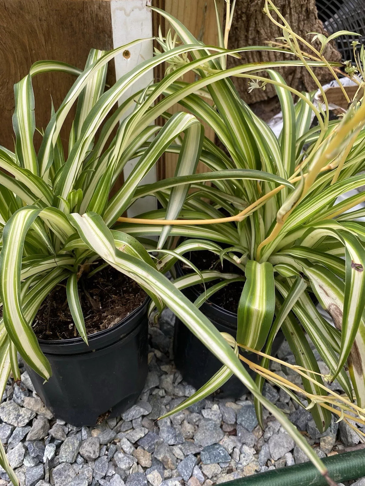 Variegated Spider Plant 6 Inch Pot Chlorophytum comosum Mature Plants with Offsets Ships Without Pot from PA