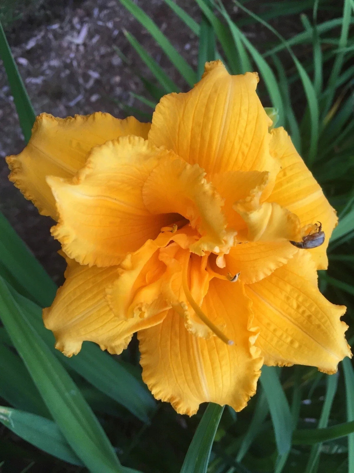 Daylily Bare Root Plant - Double Flower Condilla Deep Gold - Hemerocallis 'Condilla' - Hardy, Vibrant Blooms for Garden