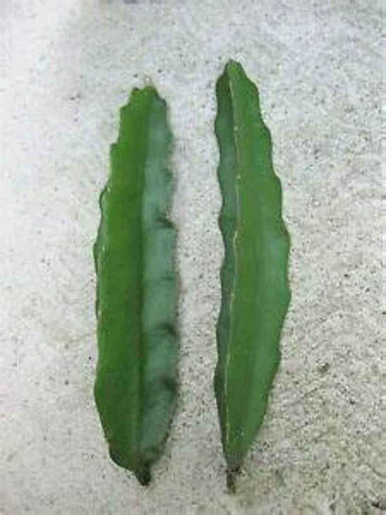 Aussie Gold Dragon Fruit Cuttings - 8" to 12" Fresh Isis Gold - Hylocereus undatus - Exotic Gardening Plant