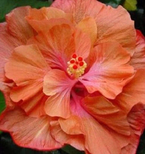 Hibiscus Seeds - 20 Perennial Double Orange Pink Blooms - Hibiscus rosa-sinensis - Attracts Butterflies and Hummingbirds