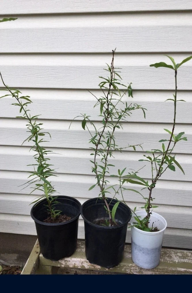 Dixieland Peach Tree Live Plant - Well Rooted - Prunus persica - Fruit Tree for Home Garden - Pink Blossoms, Self-Pollinating