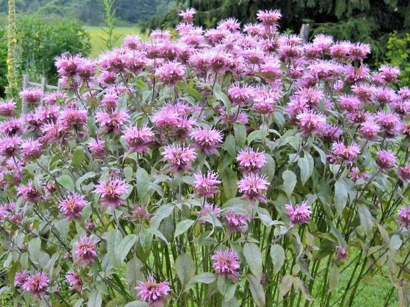 Wild Bergamot Flower Seeds - 300+ Count - Monarda fistulosa - Native Wildflower for Garden & Container Planting