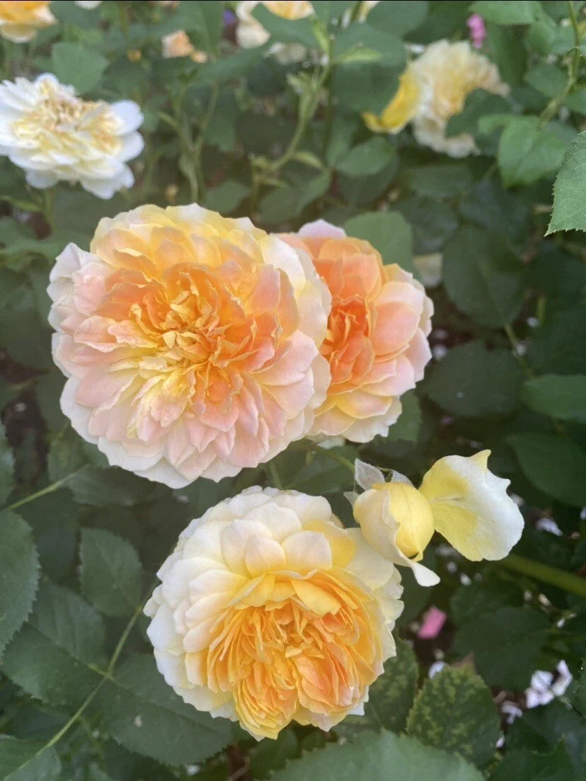 MOLINEUX Live Rose Plant - 4" Pot - Yellow Blooms - Rosa 'Molineux' - David Austin Rose - Hardy & Easy Care
