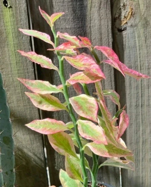 Devil's Backbone Plant Cuttings - 2 Fresh Cuttings with Bonus - Euphorbia Tithymaloides - Ideal for Propagation & Gardening