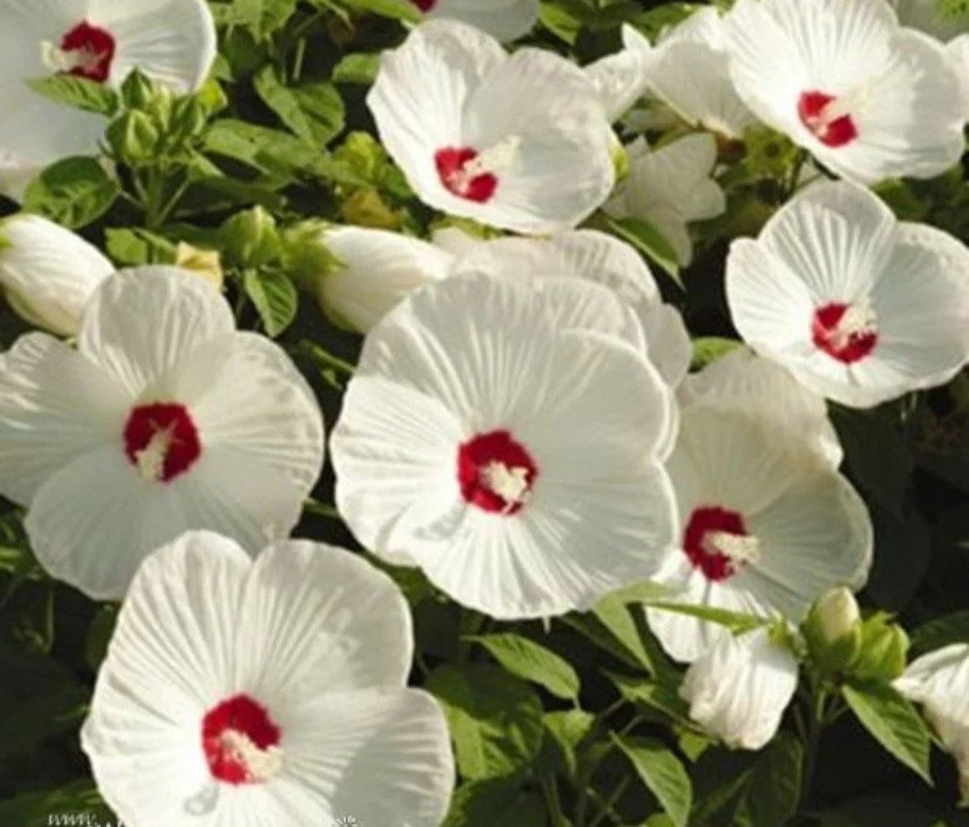 Huge Hardy White Hibiscus Bare Root Plant - Hibiscus grandiflorus - Vibrant Blooms for Fall Planting