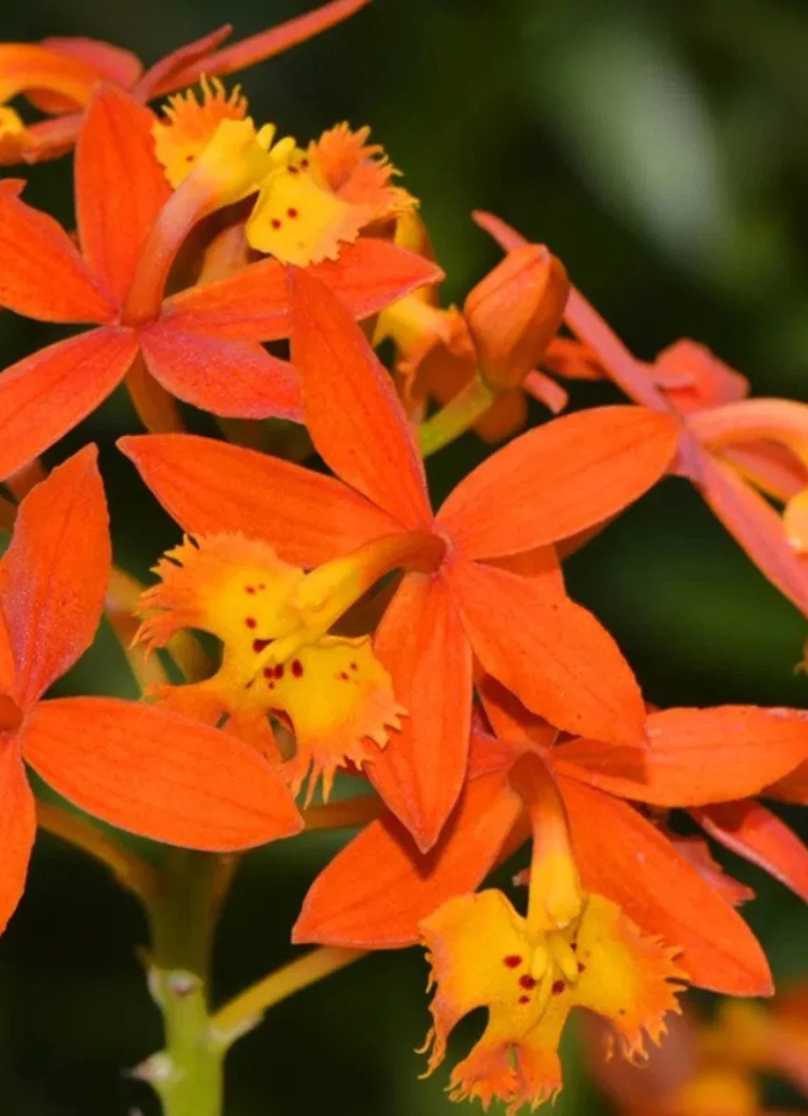 Epidendrum radicans Orange Bare Root Reed Orchid Plant - Exotic Indoor/Outdoor Flowering Orchid for Gardens