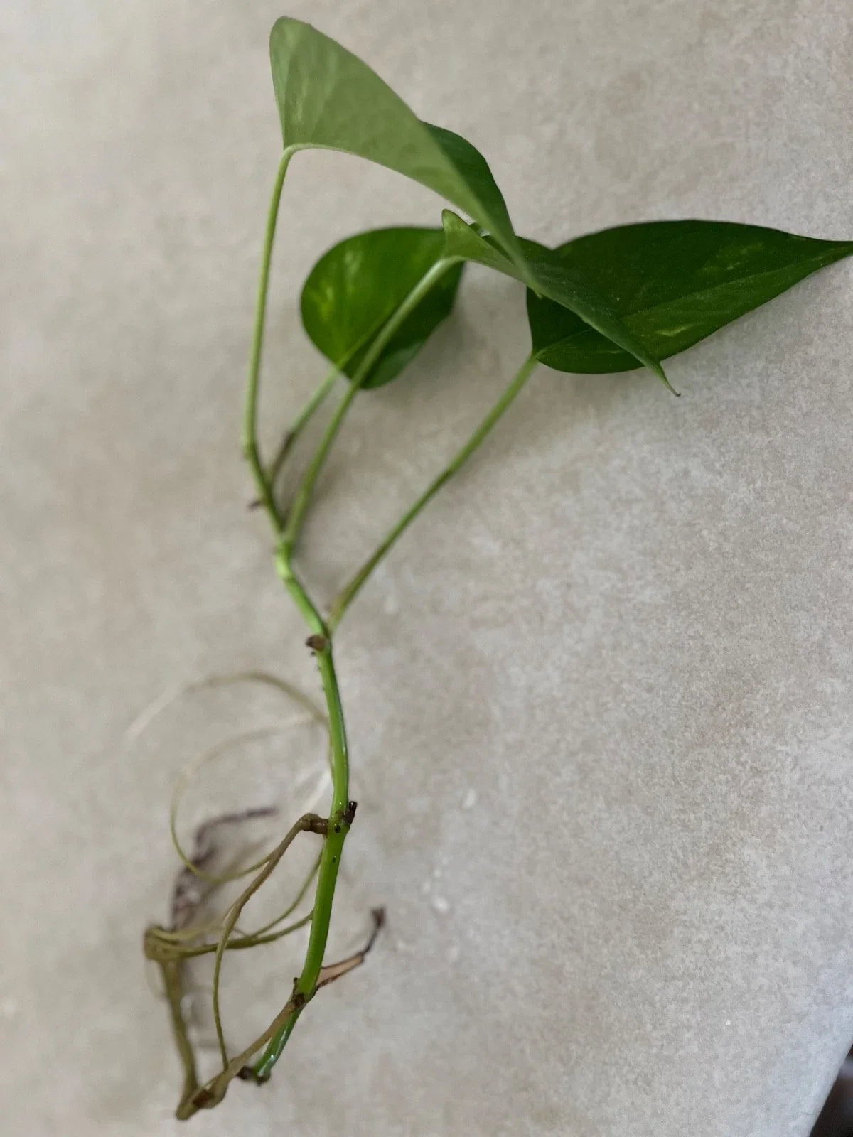 Golden Pothos Cutting - Live Rooted Indoor Plant - Easy Care - Epipremnum aureum - Golden Variegated Leaves