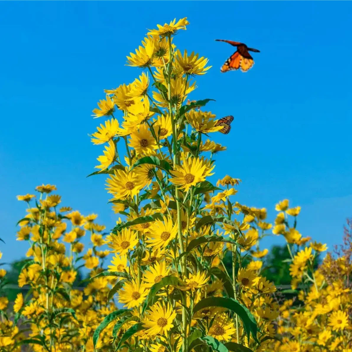 Maximilian Sunflower Seeds | 300+ Non-GMO Perennial Flower Seeds | Helianthus maximiliani | Attracts Pollinators, Easy to Grow