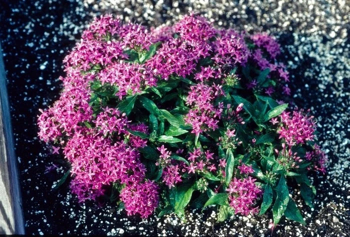 Pentas Seeds 100 Count - New Look Violet Flower Seeds for Garden - Pentas lanceolata - Butterfly Attracting Blooms