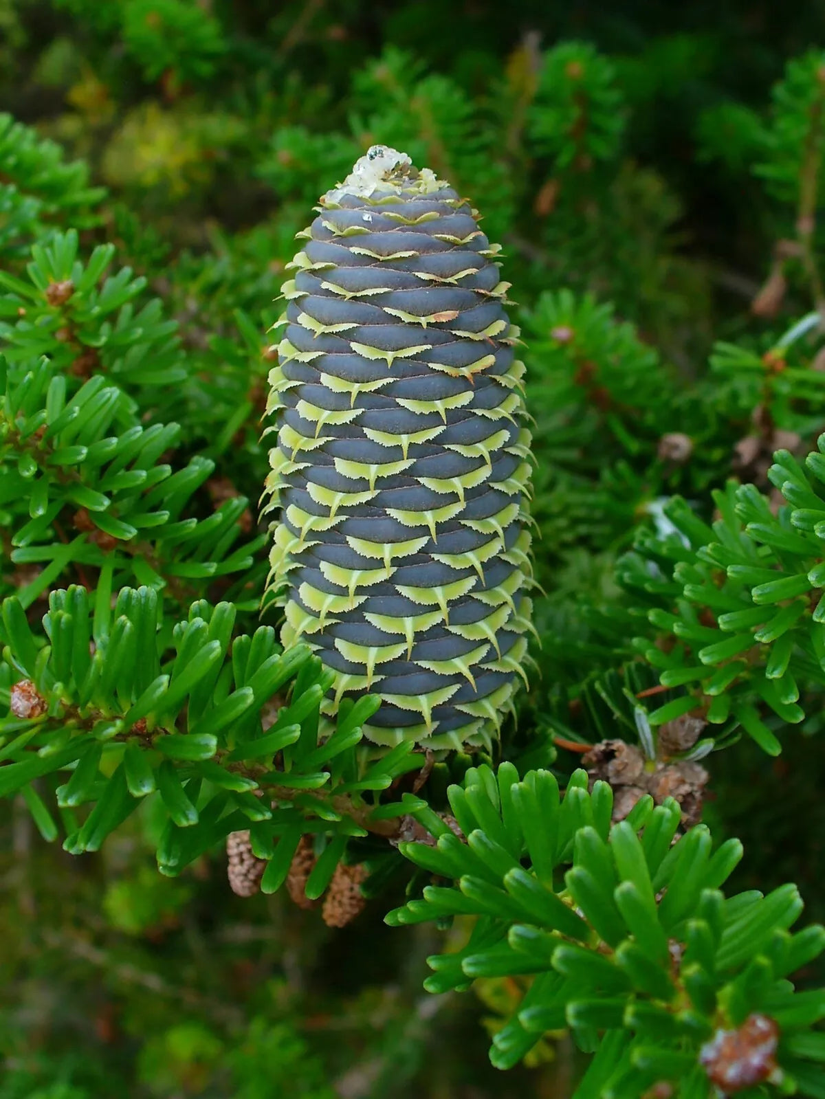 Korean Fir Seeds, 20 Count, Evergreen Conifer, Abies koreana, Cold Hardy for Gardens and Landscapes
