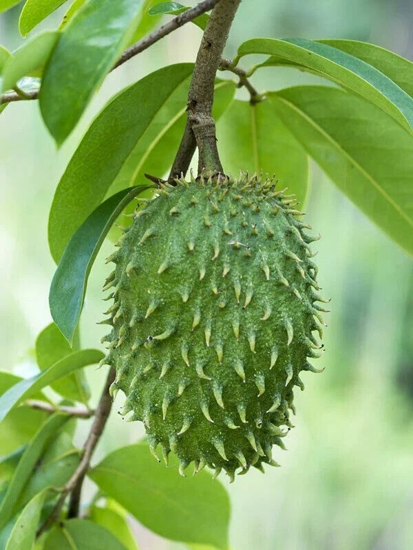 Soursop Seeds Pack of 8+ Organic Annona Muricata Graviola Tropical Fruit for Gardening