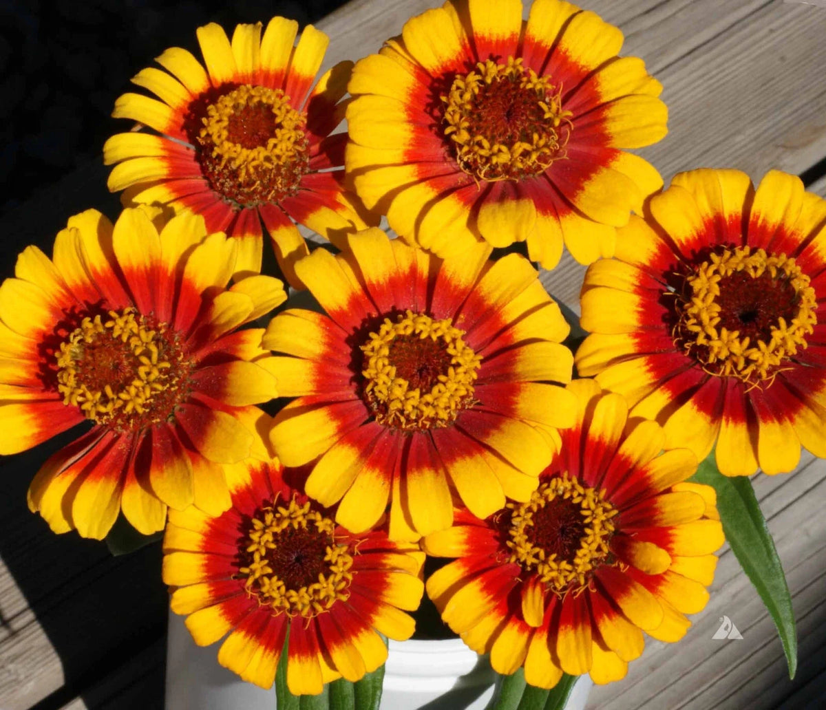 Zinnia Seeds Pack - 100+ Sombrero Zinnia Seeds - Colorful Annual Flowers - Zinnia elegans for Garden Planting