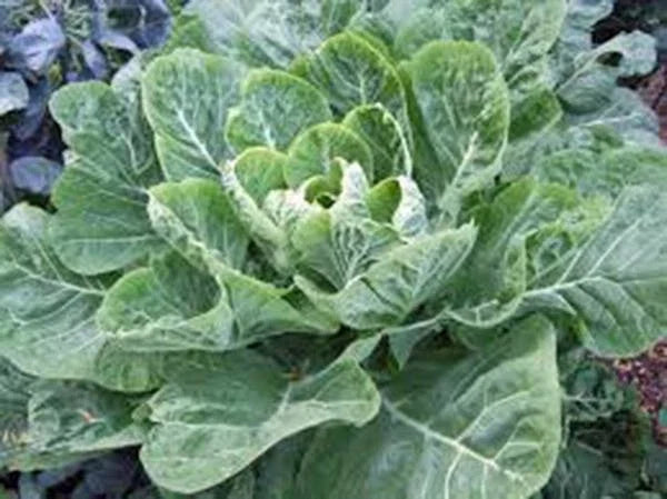 Collard Greens Seeds, 50+ Heirloom Morris Variety, Non-GMO, Brassica oleracea var. viridis, Nutrient-Rich Garden Seeds